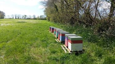 les-ruchers-de-st-gilles