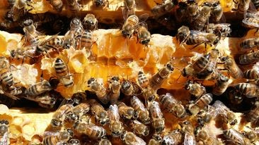 les-ruchers-de-st-gilles