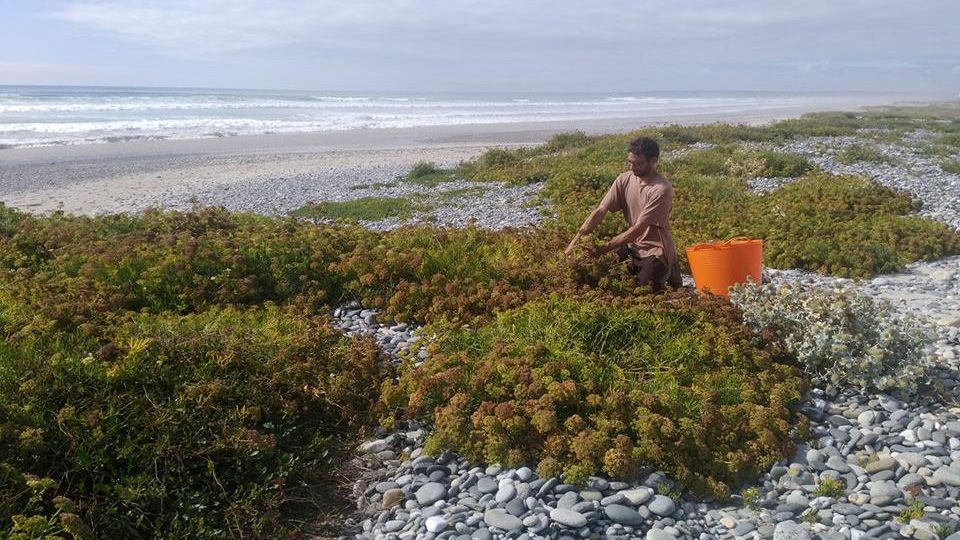 huiles-essentielles-2