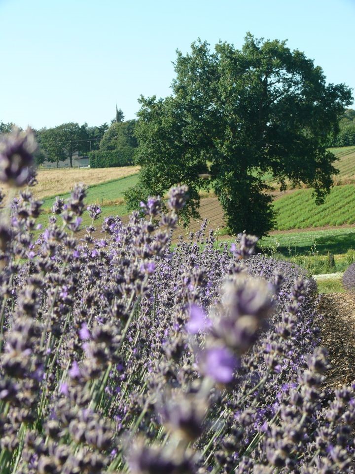 huiles-essentielles-2