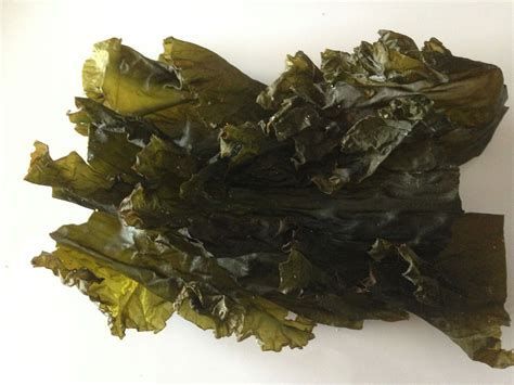 Laitue de mer ou Ulva Lactuca