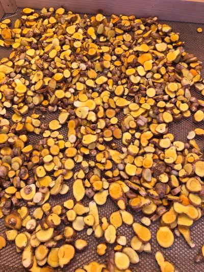 Le curcuma