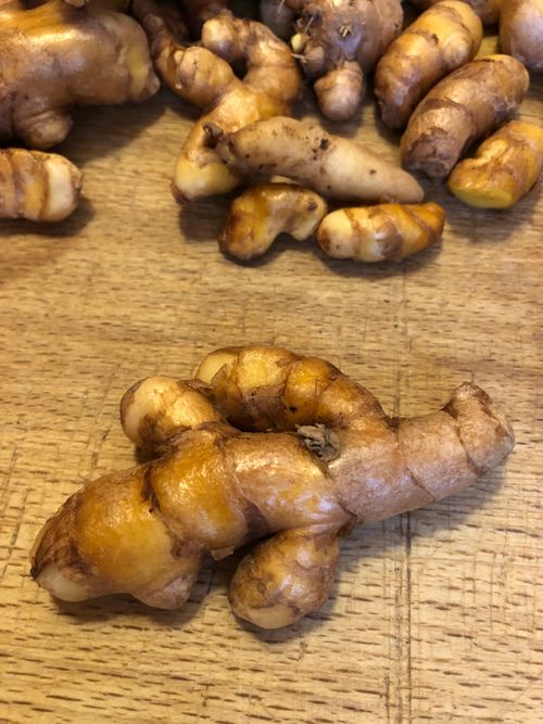 Rhizome de curcuma