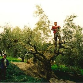 Les Huiles Locales et Huile d'Olive Grecque