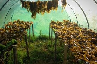 Séchage naturel