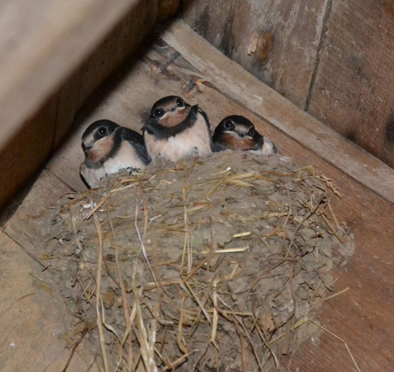 Une ferme vivante