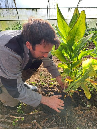 Le curcuma