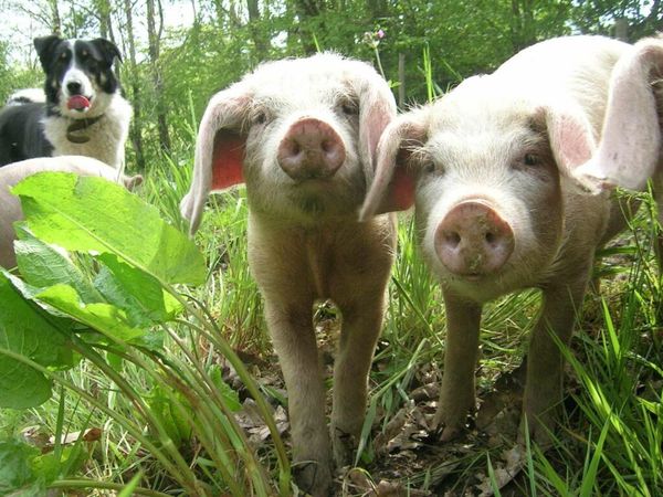 Un saindoux bio fourni par la ferme de Foreschou