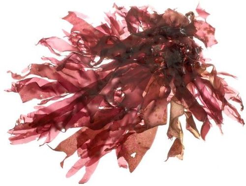 Dulse ou Palmaria palmata