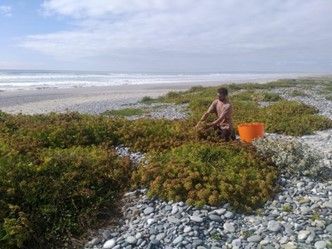 Récolte de la criste marine 