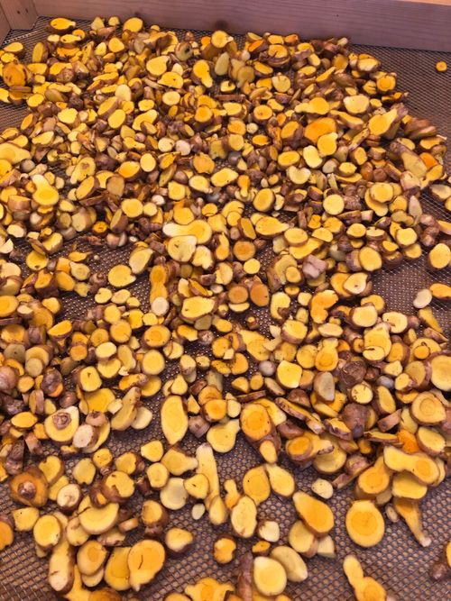 Curcuma découpé pour être mis à sécher