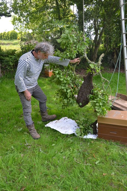 Mon amri récupérant un essaim sauvage dans le jardin.