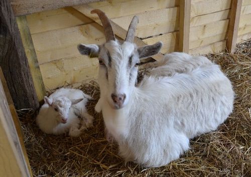 Clochette, notre mascotte !