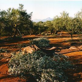 Les Huiles Locales et Huile d'Olive Grecque