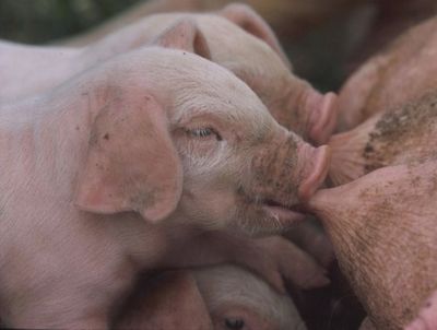 Le Saindoux Bio et Local