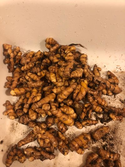 Le curcuma